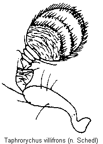 taphrorychus_villifrons_f.gif