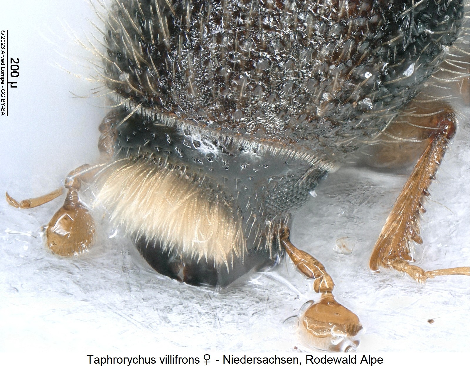 taphrorychus_villifrons_w_k.jpg