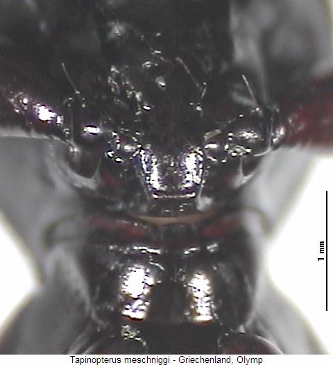 tapinopterus_meschniggi_vbr.jpg