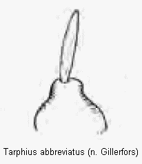 tarphius_abbreviatus_int.gif