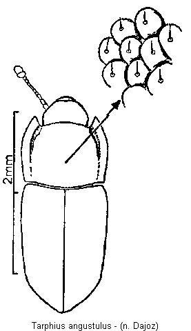 tarphius_angustulus_hab.gif