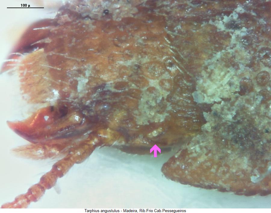 tarphius_angustulus_k.jpg