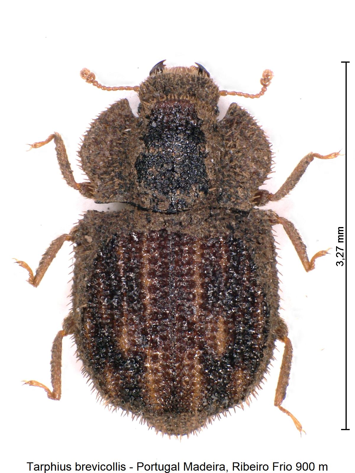 tarphius_brevicollis_hab1.jpg