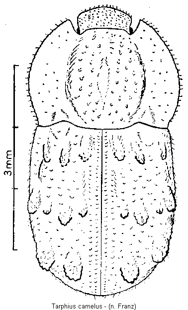 tarphius_camelus_hab.gif