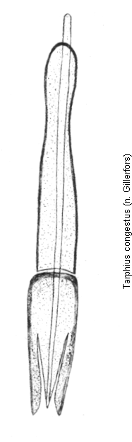 tarphius_congestus.gif