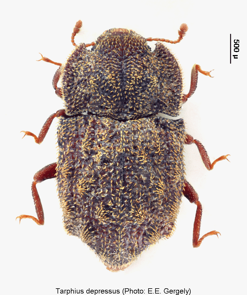 tarphius_depressus_hab.gif
