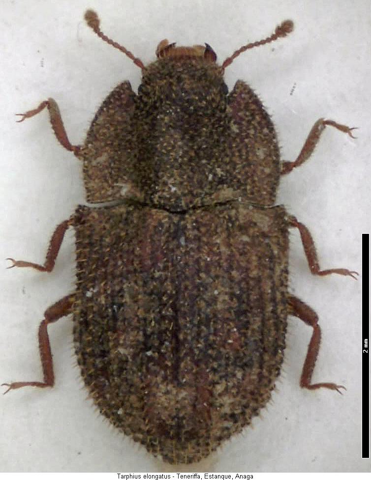 tarphius_elongatus_hab.jpg