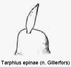 tarphius_epinae_int.gif