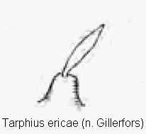 tarphius_ericae_int.gif