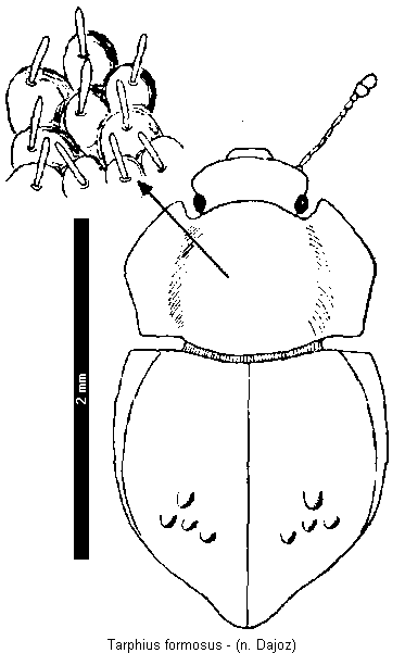 tarphius_formosus_hab.gif