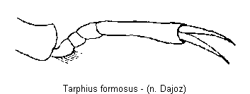 tarphius_formosus_tr.gif