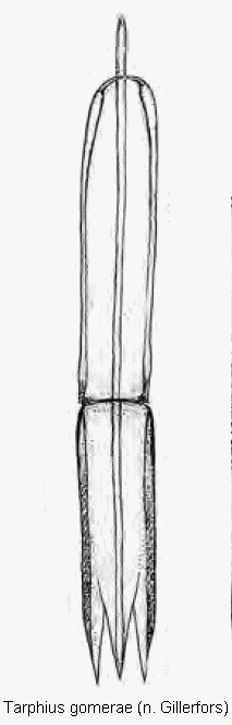 tarphius_gomerae.gif