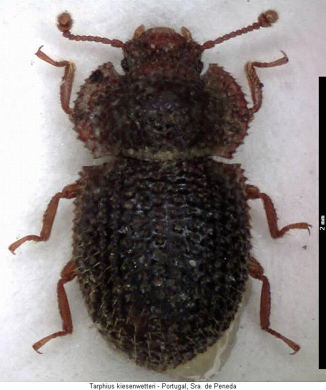 tarphius_kiesenwetteri_hab.jpg