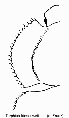 tarphius_kiesenwetteri_hsch.gif