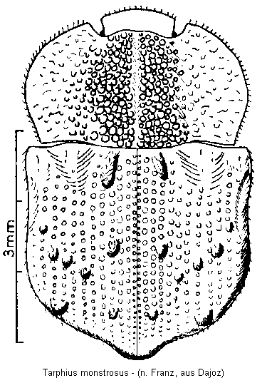 tarphius_monstrosus_hab.gif