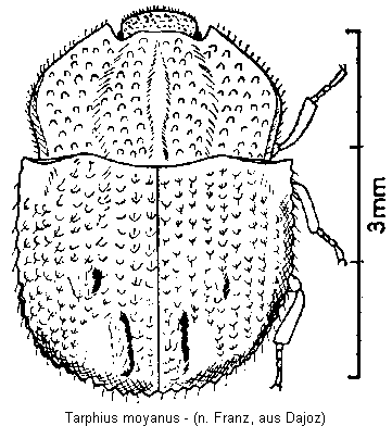 tarphius_moyanus_hab.gif