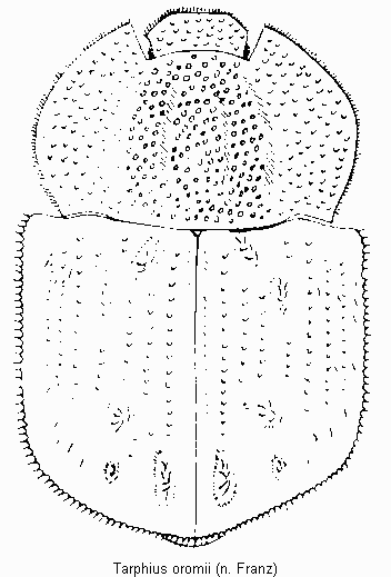 tarphius_oromii_hab.gif