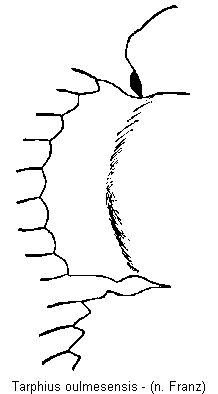 tarphius_oulmesensis_hsch.gif