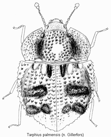 tarphius_palmensis_hab.gif