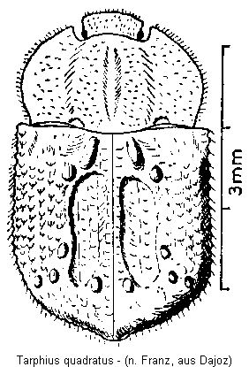 tarphius_quadratus_hab.gif