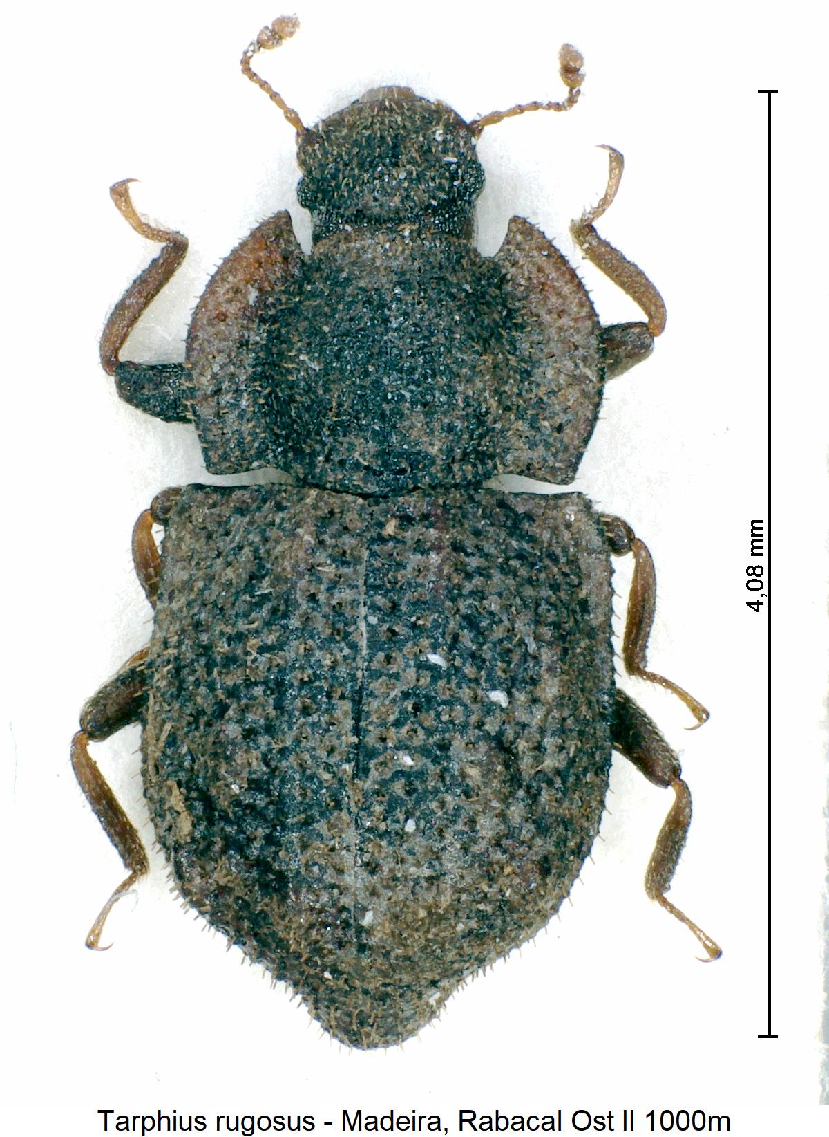 tarphius_rugosus_hab.jpg