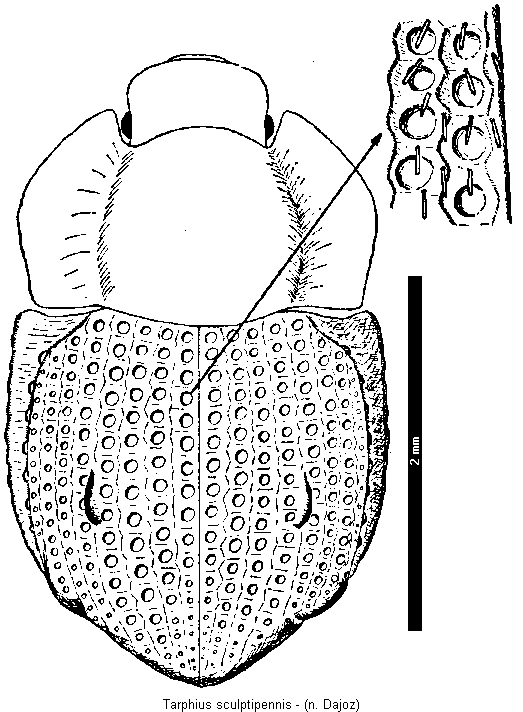 tarphius_sculptipennis_hab.gif