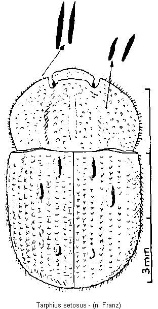 tarphius_setosus_hab.gif