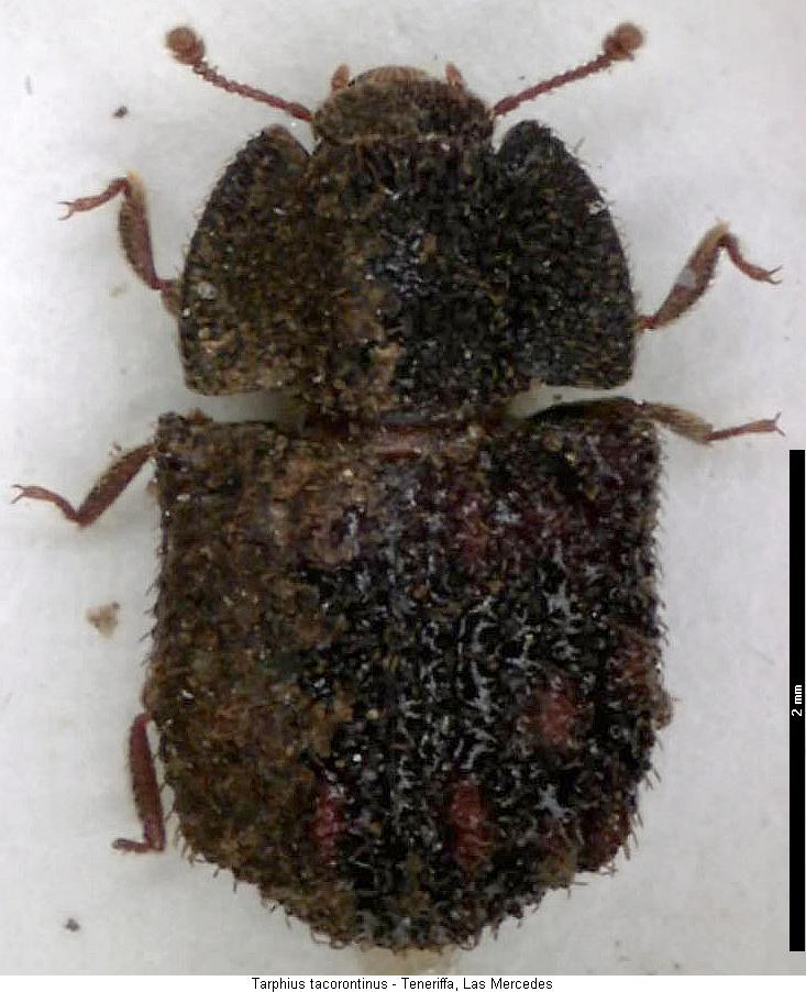 tarphius_tacorontinus_hab.jpg