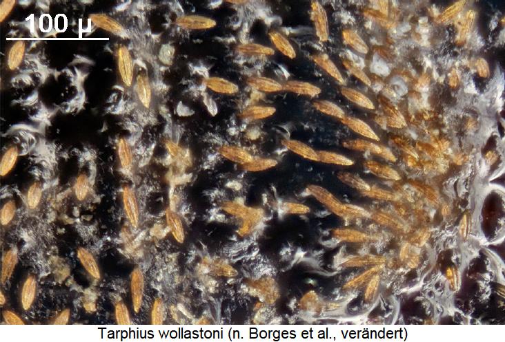 tarphius_wollastoni_int.jpg