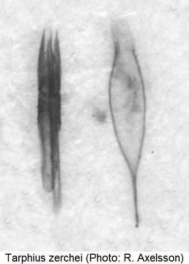 tarphius_zerchei.jpg