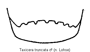 taxicera_truncata_atergit.gif