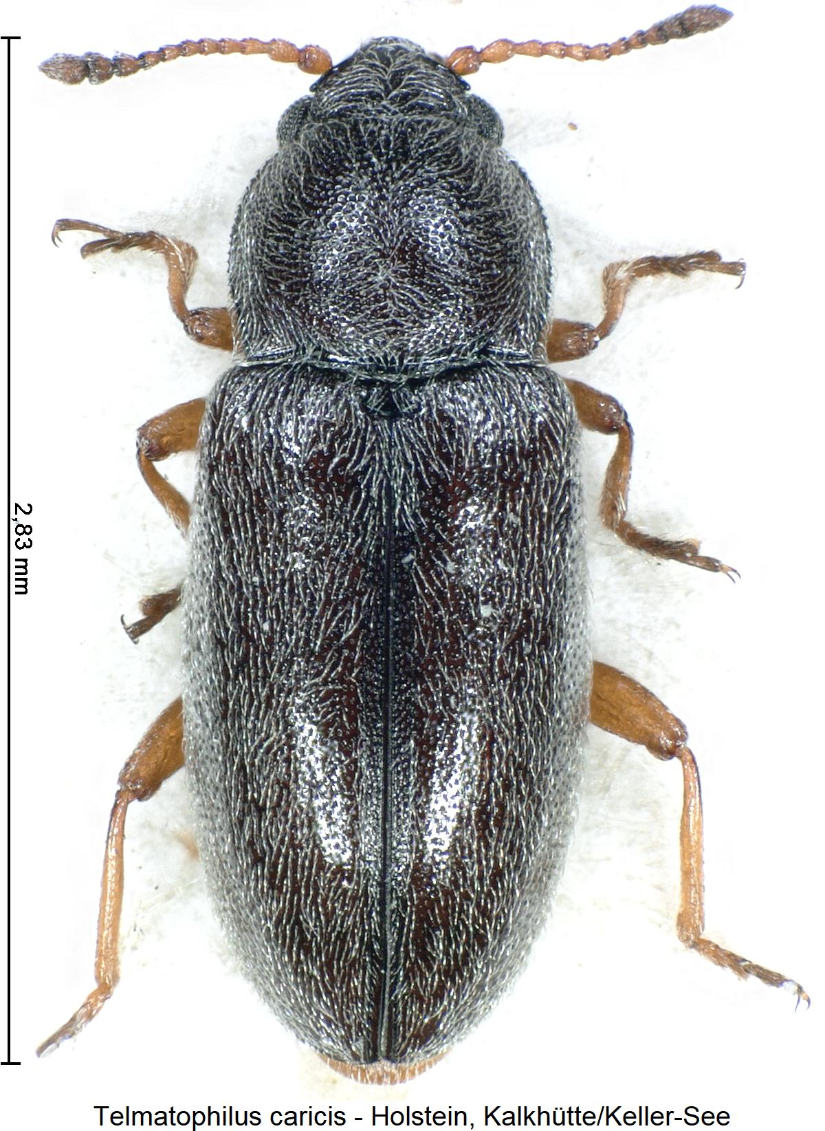 telmatophilus_caricis_hab1.jpg