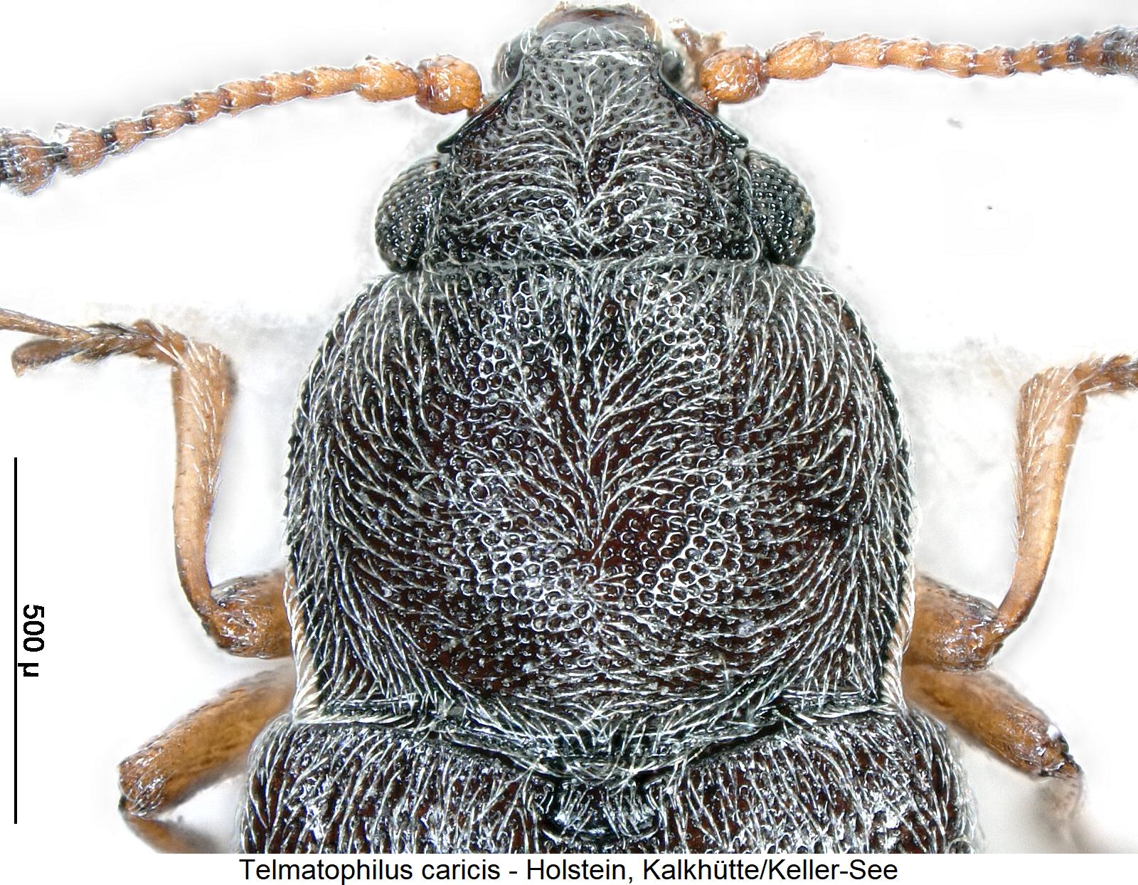 telmatophilus_caricis_vk.jpg