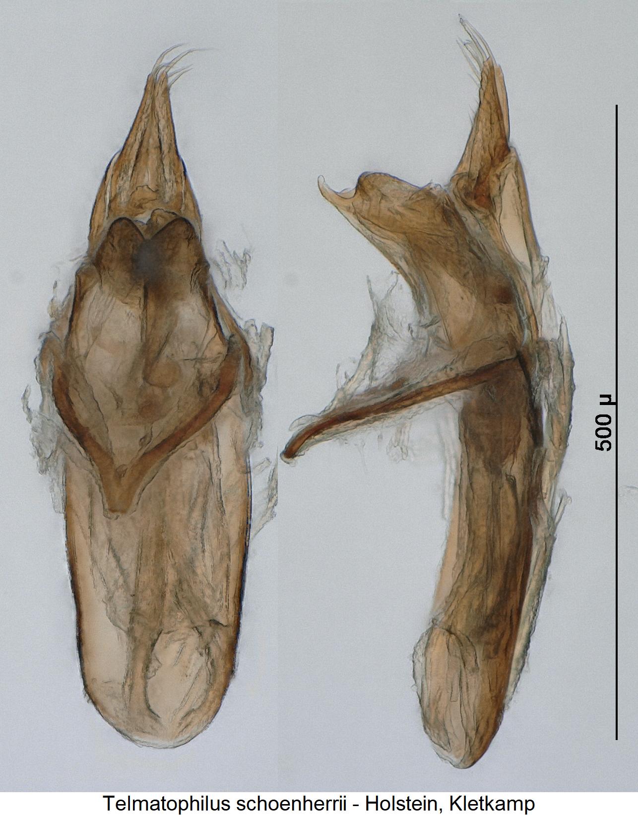 telmatophilus_schoenherrii.jpg