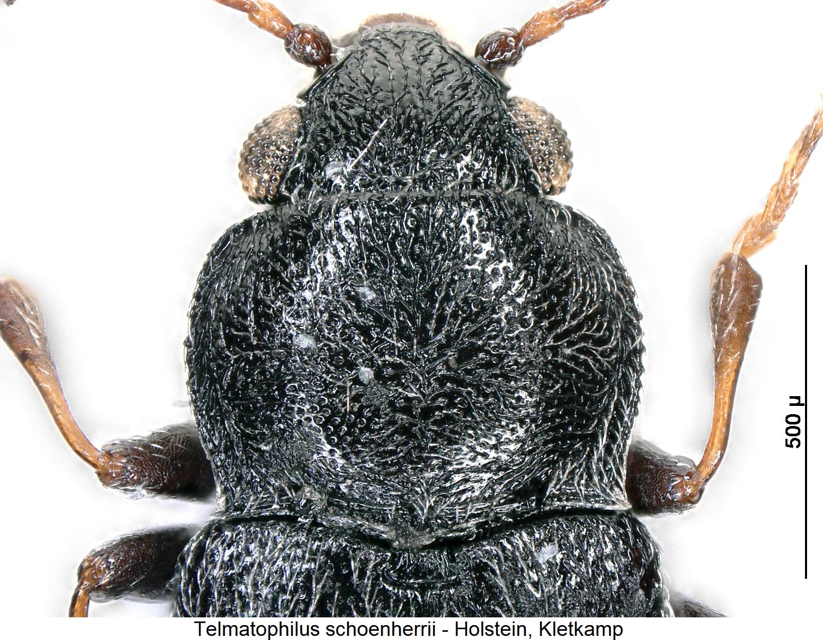 telmatophilus_schoenherrii_vk.jpg