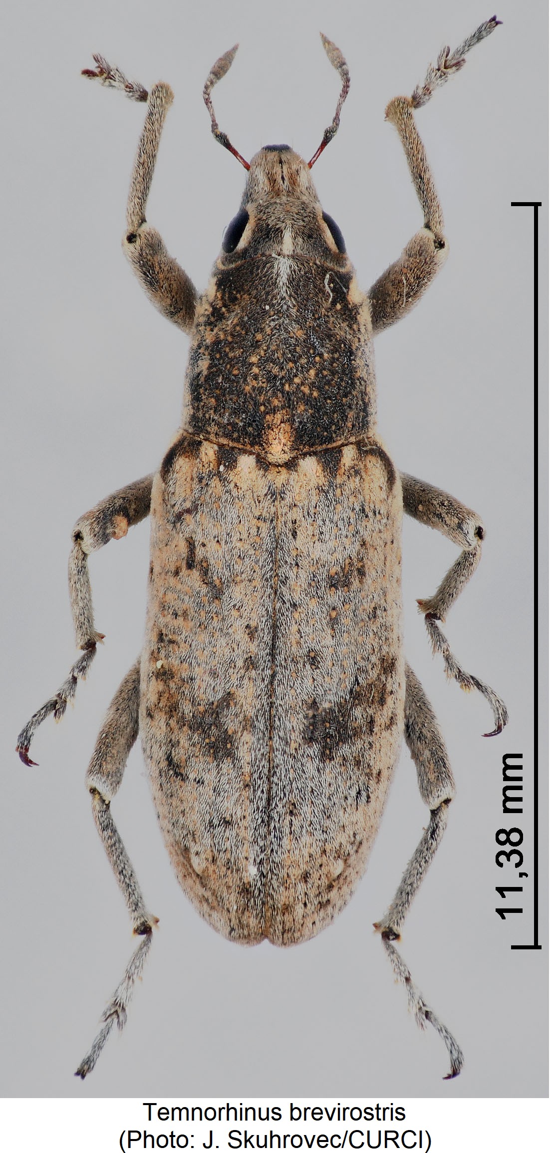 temnorhinus_brevirostris_hab.jpg