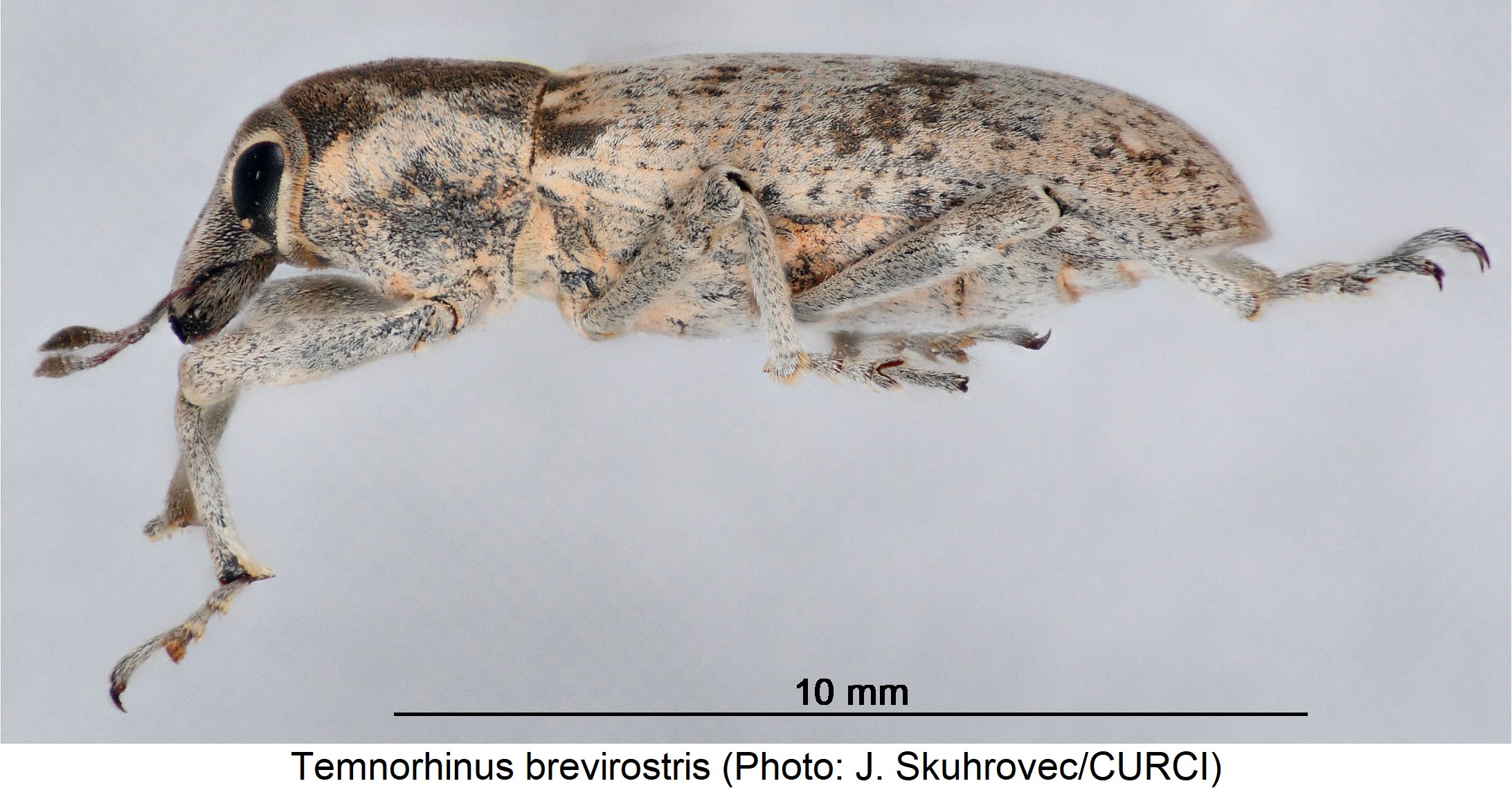 temnorhinus_brevirostris_sa.jpg
