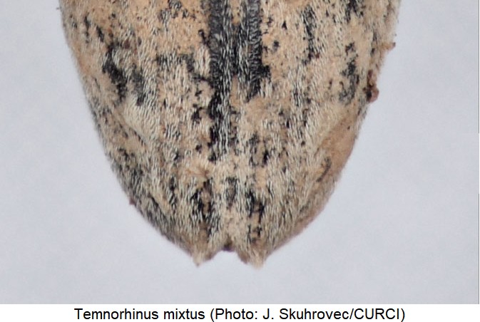 temnorhinus_mixtus_dec.jpg