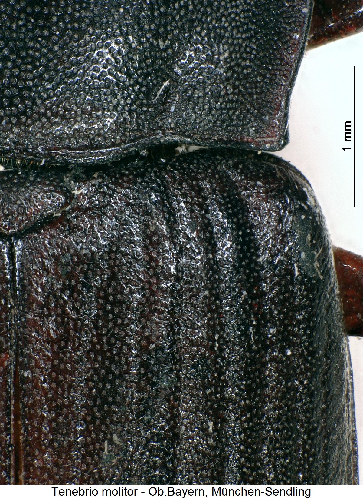 tenebrio_molitor_fld.jpg