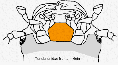 tenebrionidae_mentum_klein.gif
