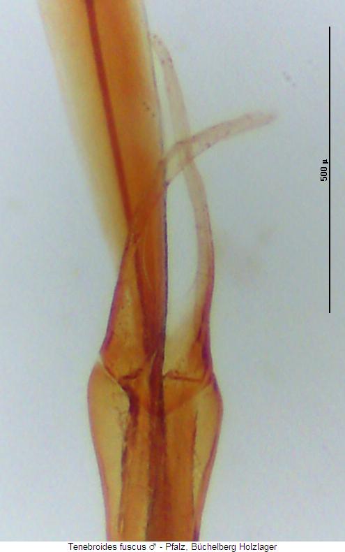 tenebroides_fuscus_pm.jpg
