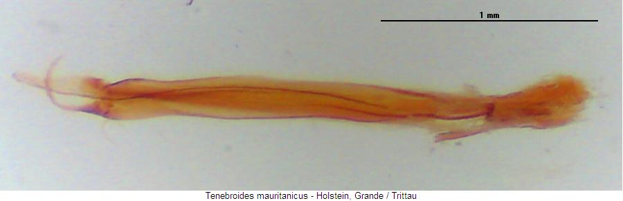 tenebroides_mauritanicus.jpg