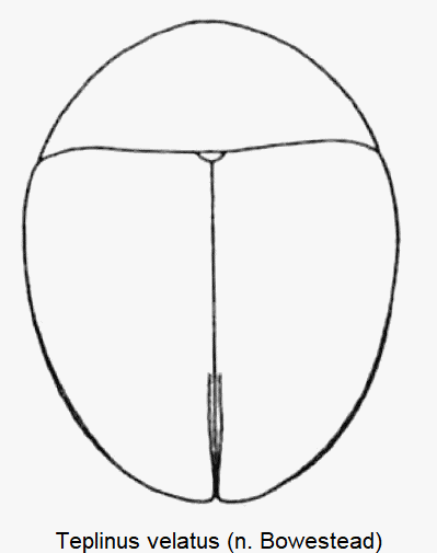 teplinus_velatus_hab.gif