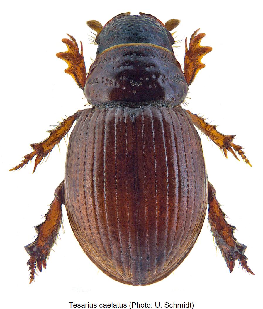tesarius_caelatus_hab.jpg