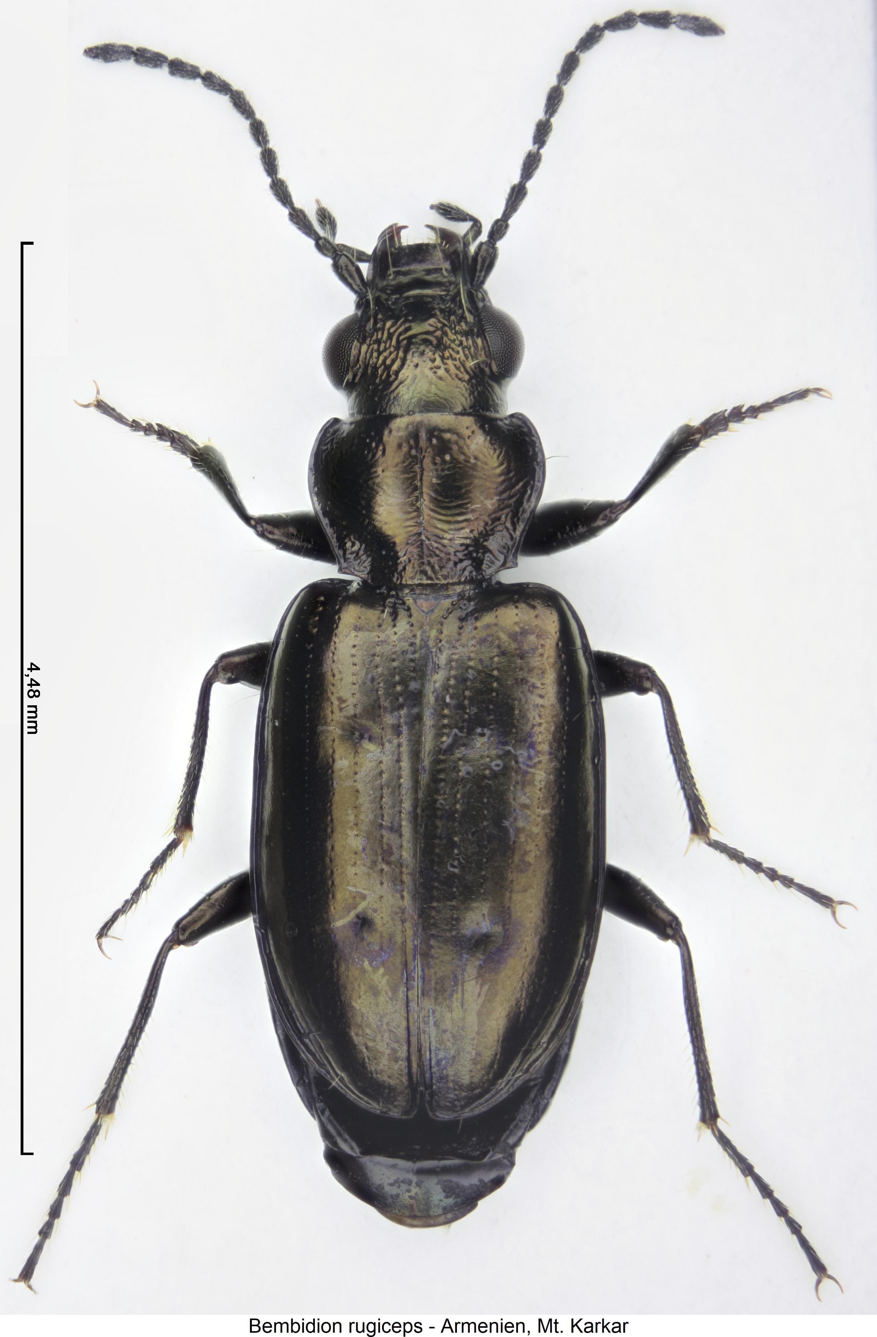 testedium_bipunctatum_hab.jpg