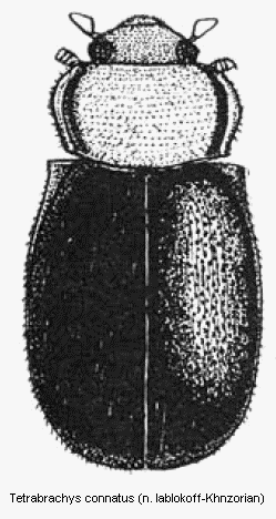 tetrabrachys_connatus_hab.gif