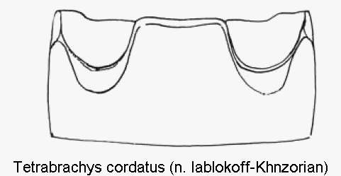 tetrabrachys_cordatus_abd.gif