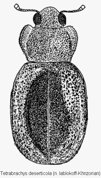 tetrabrachys_deserticola_hab.gif