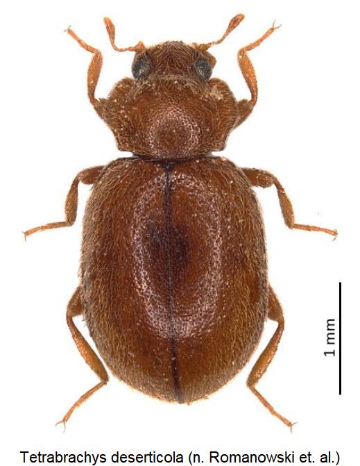 tetrabrachys_deserticola_hab.jpg