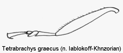 tetrabrachys_graecus_htr.gif